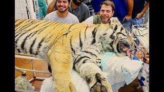 Entenda Como Funciona O Check-Up De Um Tigre