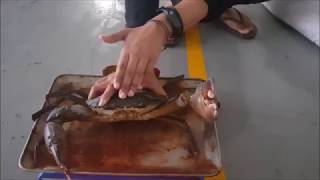 [EPISODE 6] 20 days weight check of I38 of the Crab Fattening Process