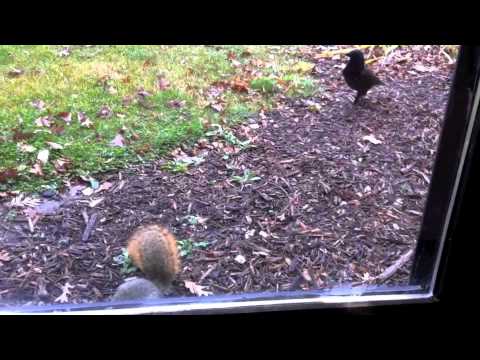 Squirrel vs. Crow