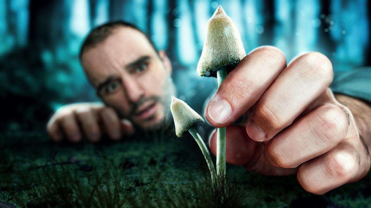 Le danger des champignons hallucinogènes !