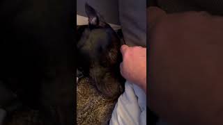 Staffordshire Bull Terrier. Soppy Bundle Of Love