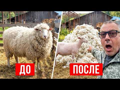 DIDN'T RECOGNIZE MY OWN SHEEP! 😱 What’s hiding under all that wool?