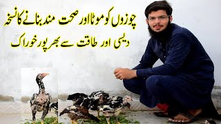 Desi Food For Chicks | How to increase Weight of Aseel chicks | Best Food For Chicks | 13June2021