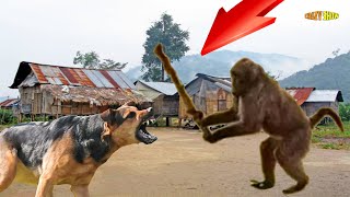 10 Epic Moments When Dogs Regretted Messing With Monkeys