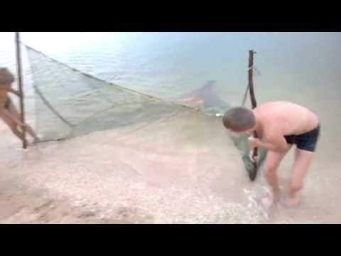 Мальчики ловят рыбу бреднем .