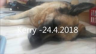 Kerry r.i.p