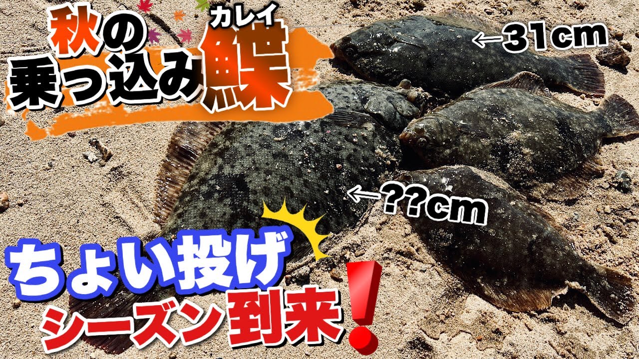 カレイ釣り ちょい投げシーズン到来 ３時間の短時間釣行でカレイが４枚釣れました Youtube