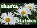 Shasta Daisy Flower Garden - Daisies Summer Spring Flowers - Perennial Perennials Plants - Jazevox Shasta Daisy Flower Garden - Daisies Summer Spring Flowers - Perennial Perennials Plants - Jazevox