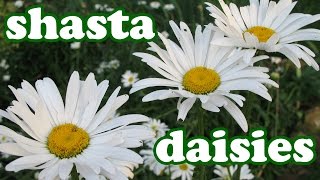 Shasta Daisy Flower Garden - Daisies Summer Spring Flowers - Perennial Perennials Plants - Jazevox