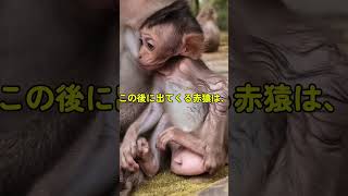 パンパンとペラペラ