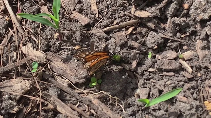 Welcome back Monarchs