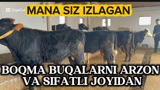 Boqma Buqalar Arxon Joyidan Qidirganlarga