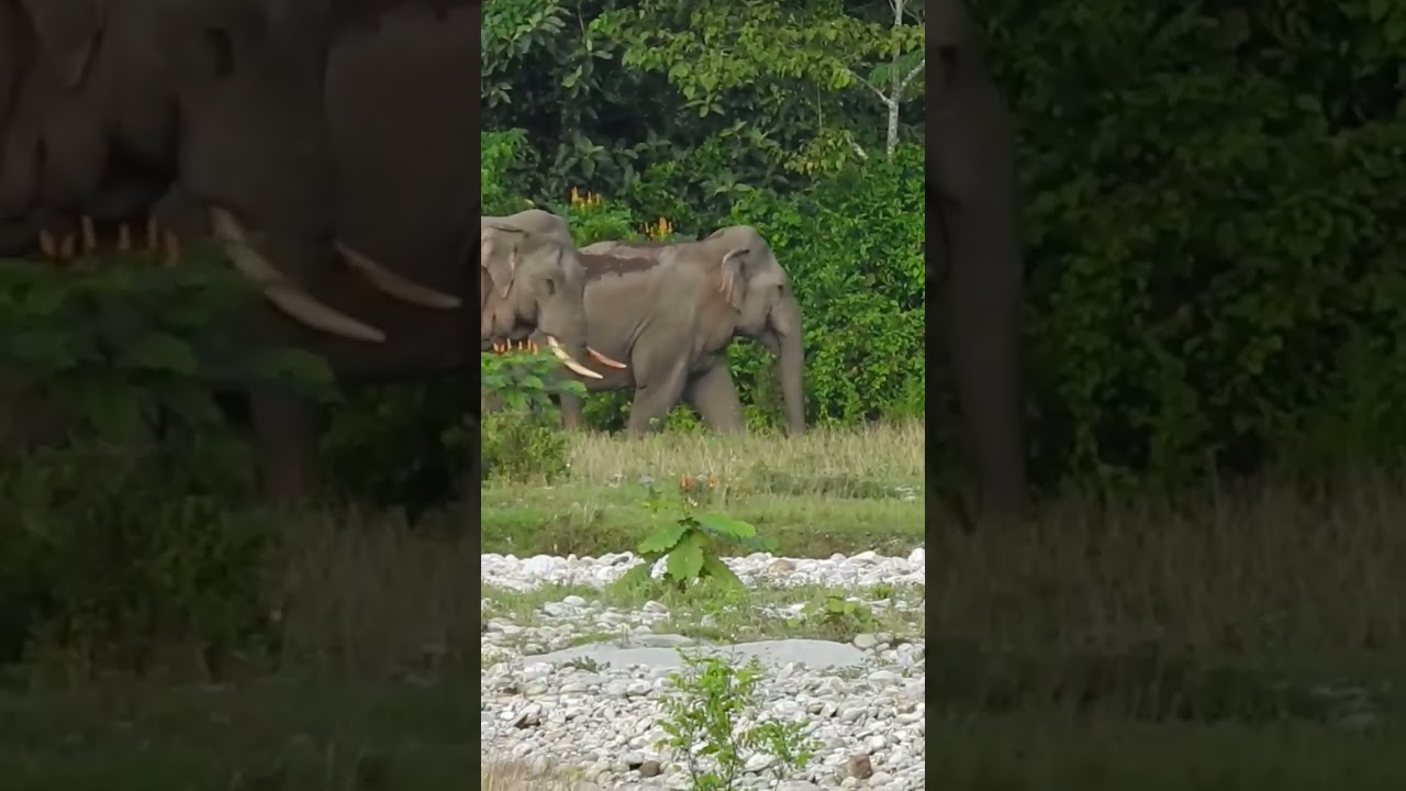 A Couple Of Elephant 