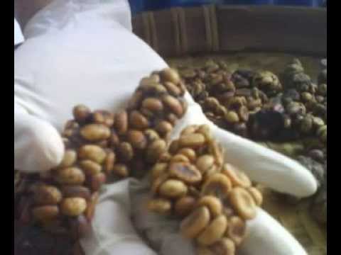 Luwak Coffee Oprah Winfrey | Luwak Coffee Process Tradisional | Luwak Coffee Malang+6281 233 660 207