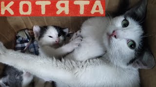 Кошка родила котят