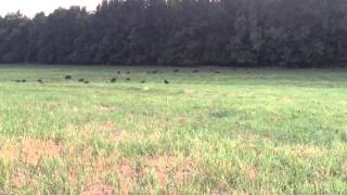 Pig Hunting With M1A Socom 2