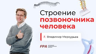 Строение позвоночника | Владимир Меркурьев (FPA)