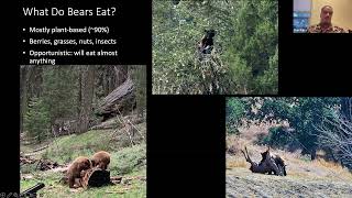 California Black Bears - Nature and You Lecture