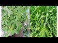 மாடி தோட்டத்தில் கீரை மற்றும் மிளகாய் செடி.... fresh greens on my terrace garden.. சம்பங்கி பூ