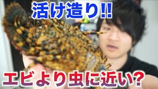 元気なゾウリエビを活け造りにするよ！！