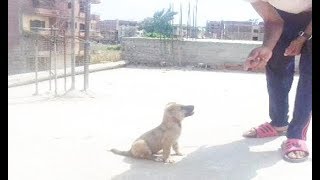 تدريب جرو بلدي خام  على أمر الجلوس - سلسلة تدريب الكلب البلدي 10