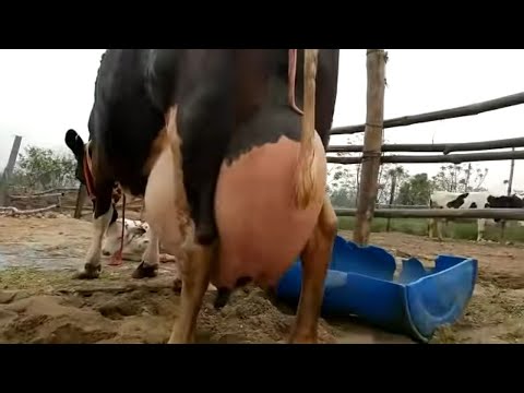 Video: Cum Se Numește O Vacă