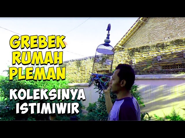 GREBEK RUMAH PLECI MANIA: KOLEKSINYA OM HENDIK MANTAP. class=