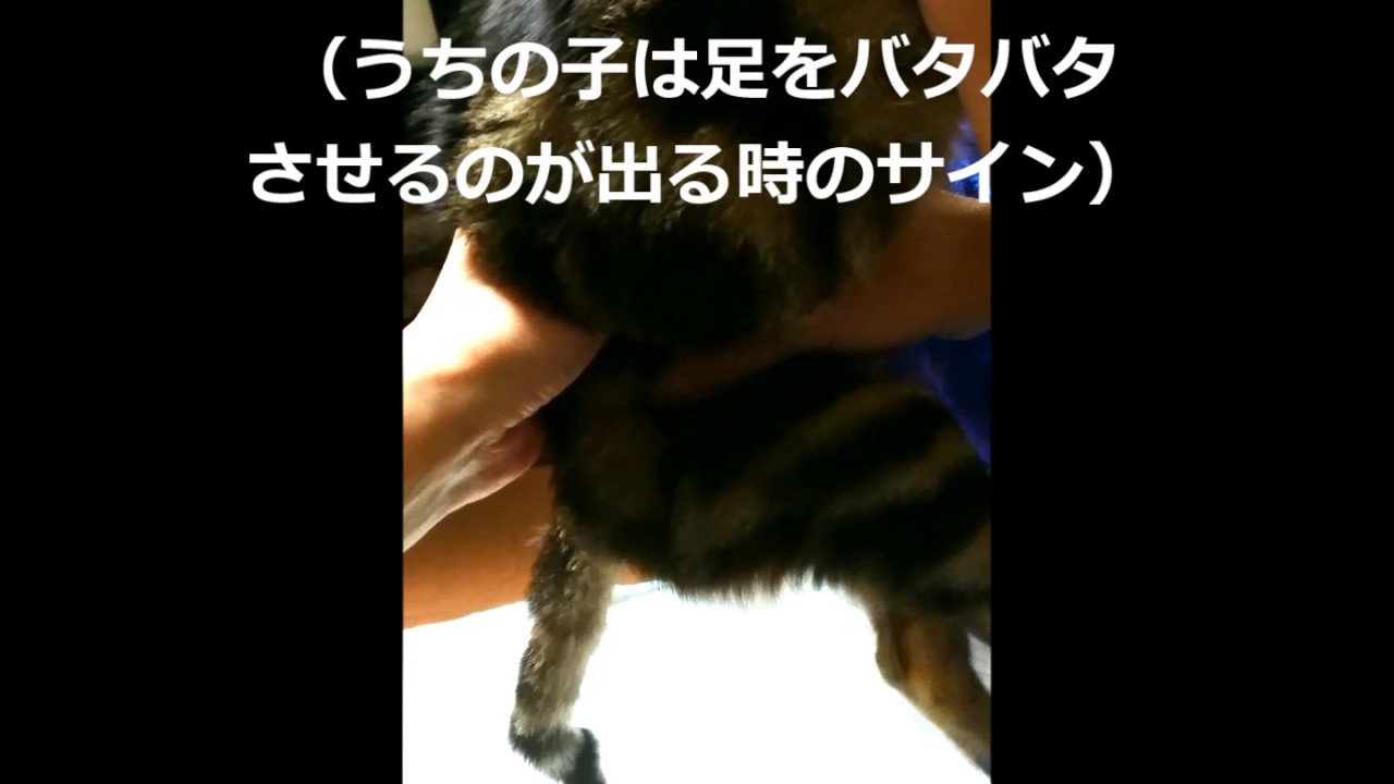 圧迫排尿（メス猫）のコツ  がんばれ！スイカちゃん