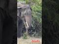 WILD TUSKER #tuskers #viral #elephant #animallife #wildlife #animals #shorts #wildtusker #travel 🐘🩷🐘