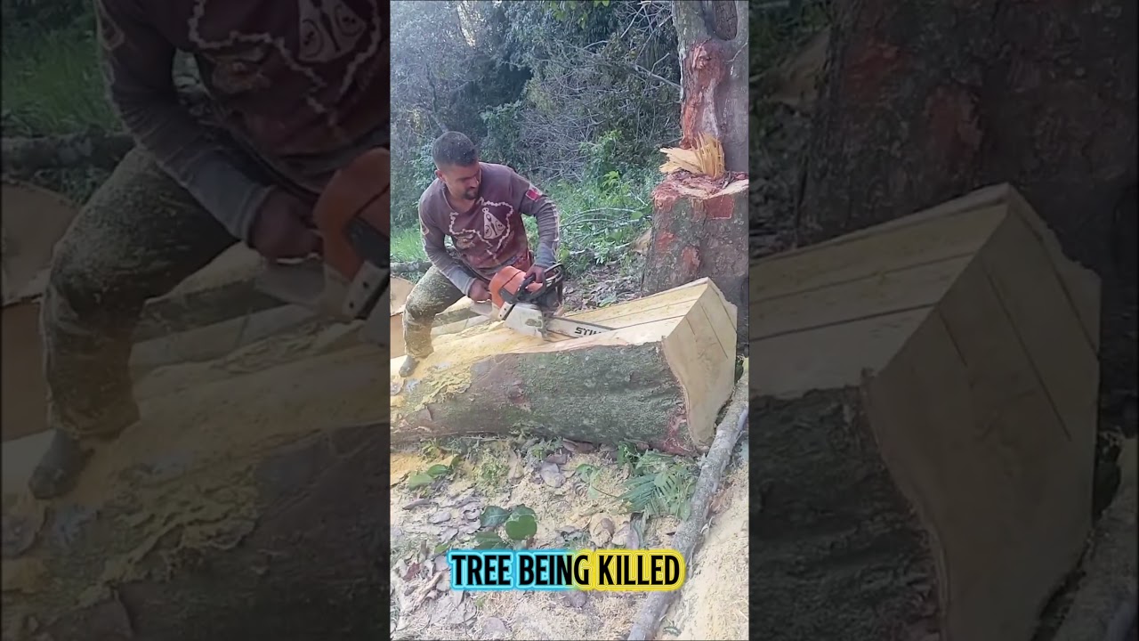 Here in Brazil, a lot of trees are cut down to make parts for houses and corrals.