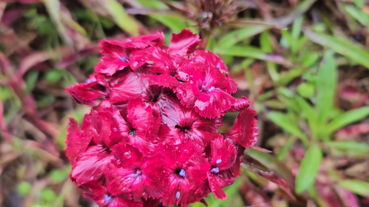 Wet Flowers, Soggy Soil, and a Beautiful Bouquet