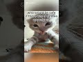 SUBSCRIBE! #funny #entertaining #meme #short #viral #fyp #trending