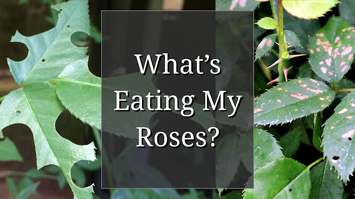 What's Eating my Roses? Holes in Leaves/Buds/Flowers - DayDayNews
