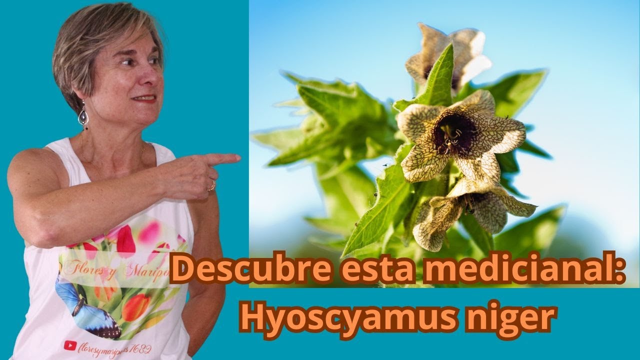 "Beleño Negro: La Flor Mágica, Peligrosa… y Sorprendente | PLANTA MEDICINAL |