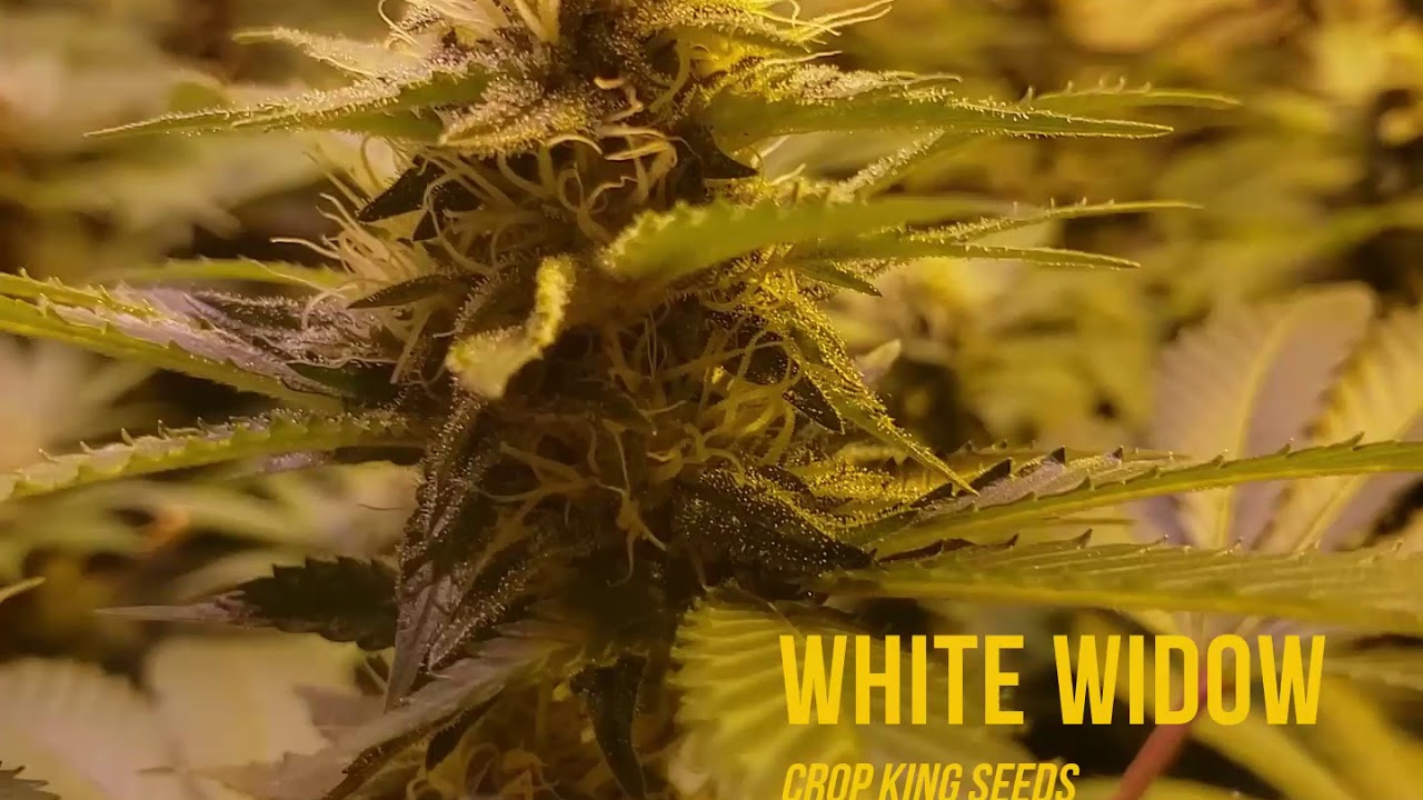 A Grow Journal Weeks 5 to 7