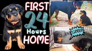 Bringing Our New Rottweiler Puppy Home | First Time Meeting Our Rottweiler & Dog Reaction