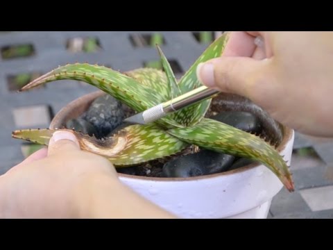 How to Propagate an Aloe & Succulent Collection Update