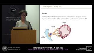 Lecture 3: Christine Bandtlow - Glial cells