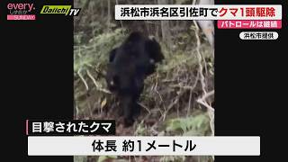 Bear exterminated in Inasa-cho, Hamamatsu after string of