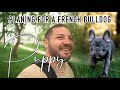 How to PLAN for your FRENCH BULLDOG | 5 TIPS before you bring home your new puppy !!