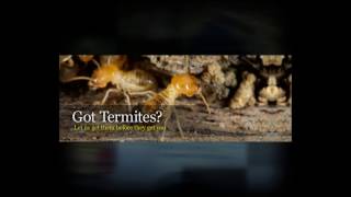 Termite Control Deerfield Beach (954) 421-3737