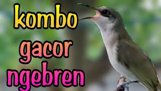 Suara Cucak Kombo Gacor Isian Cocok Untuk Masteran Burung Cendet