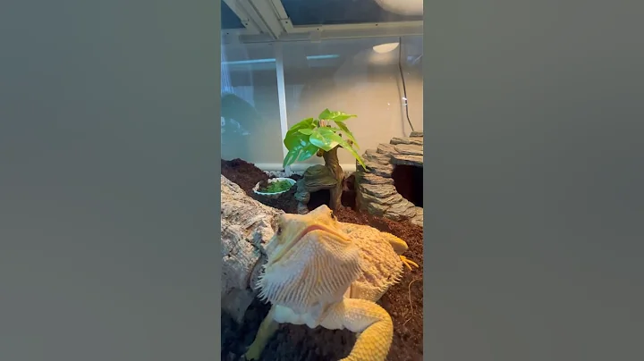 The desert didn’t just stop at Bearded Dragons! #reptiles #ReptiNest #fyp #gecko Shorts #Viral