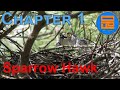 sparrow hawk Chapter 1 - Okipixelfinders