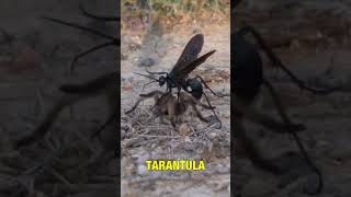 Tarantula Hawk vs Tarantula