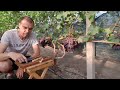 Виноград Цитадель (333)