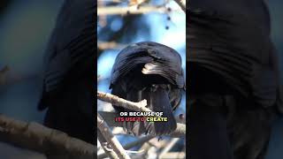 American Crow Facts and Iconic Caw
