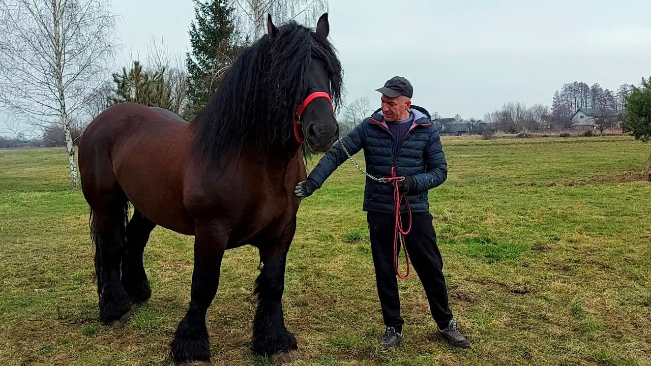 📢🥁ГАРНА НОВИНКА 🎯🔥ЖЕРЕБЕЦЬ💪💫☄️ ABSZTYFIKANT🔥 НА ПАРОВКУ❤️
