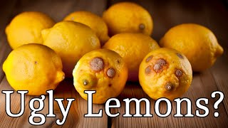 Got Ugly Lemons? Don't Throw Away Those Ugly Lemons Before Watching This!