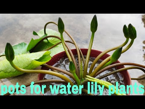 Video: Haruskah pot tanaman memiliki lubang?
